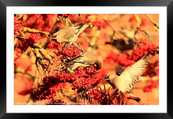 Waxwings and Berries Framed Mounted Print by Linda Lyon
