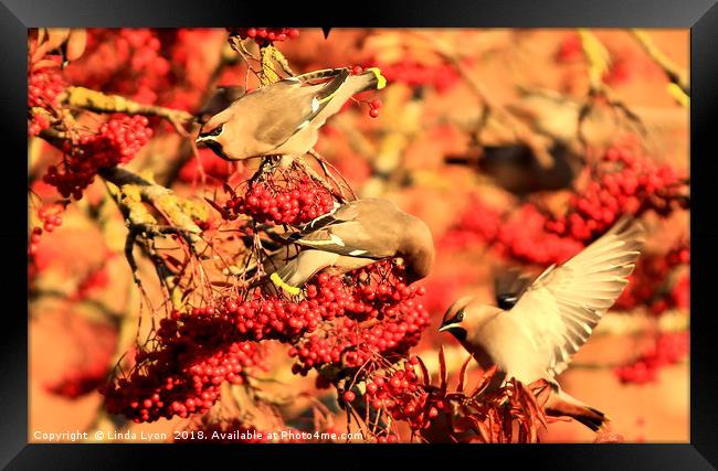 Waxwings and Berries Framed Print by Linda Lyon