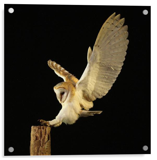 Barn Owl Acrylic by Trevor Coates