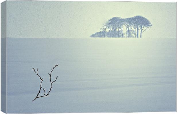 The Snow Storm - Winter Copse, County Durham. Canvas Print by David Lewins (LRPS)