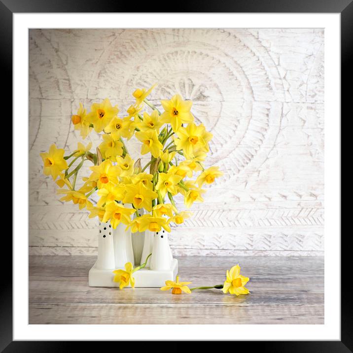 Spring Daffodils Framed Mounted Print by Jacky Parker