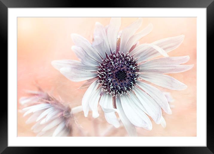 Purple African Thistle Flower Framed Mounted Print by Jacky Parker