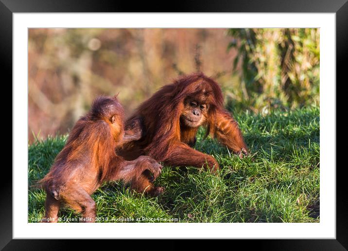 Sumatran Orangutan pair playing Framed Mounted Print by Jason Wells