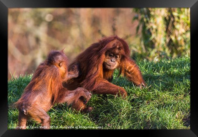Sumatran Orangutan pair playing Framed Print by Jason Wells