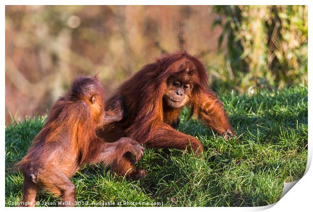 Sumatran Orangutan pair playing Print by Jason Wells