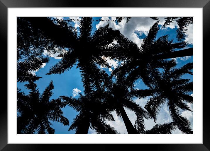 Palm trees and blue sky Framed Mounted Print by Alexandre Rotenberg