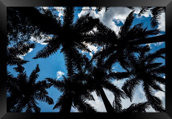 Palm trees and blue sky Framed Print by Alexandre Rotenberg
