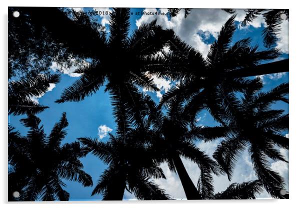 Palm trees and blue sky Acrylic by Alexandre Rotenberg