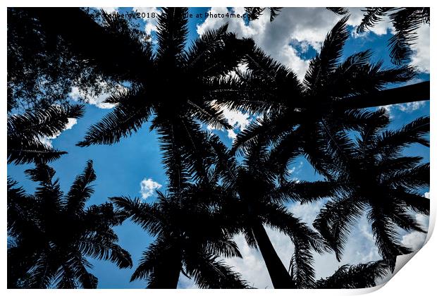 Palm trees and blue sky Print by Alexandre Rotenberg
