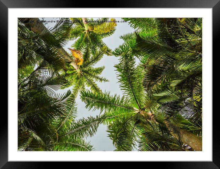 Palm trees and blue sky Framed Mounted Print by Alexandre Rotenberg
