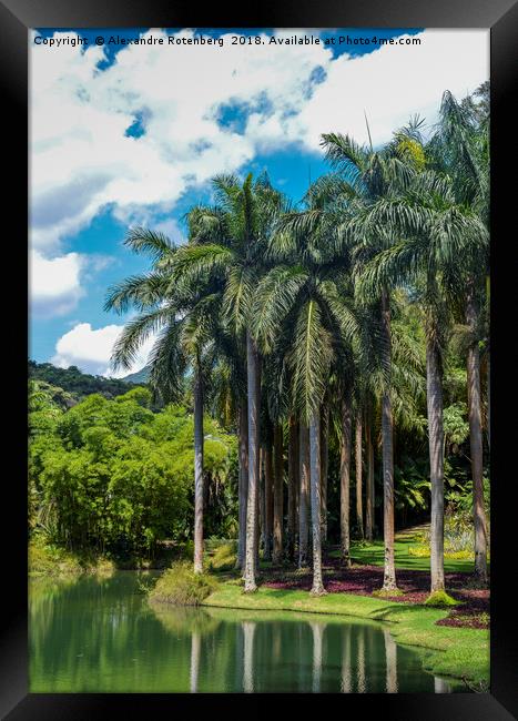 Giant Palm trees in Brazil Framed Print by Alexandre Rotenberg