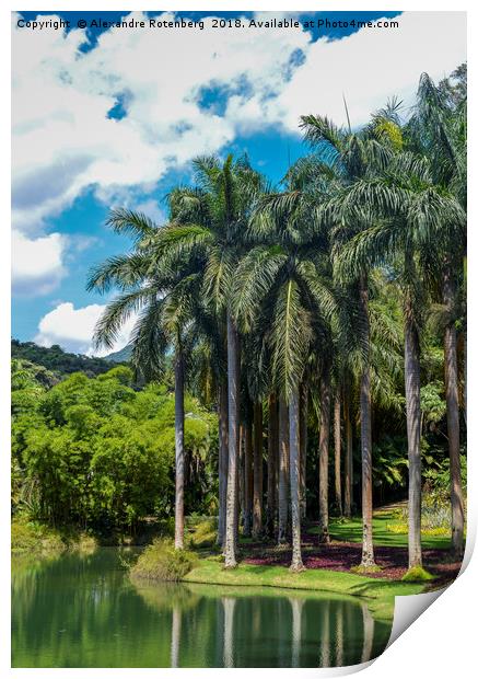 Giant Palm trees in Brazil Print by Alexandre Rotenberg