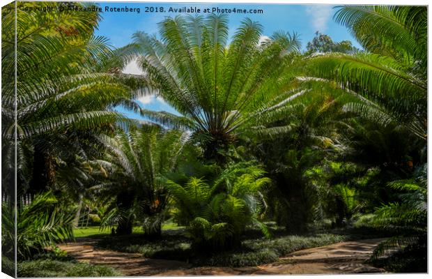 Palms trees in Brazil Canvas Print by Alexandre Rotenberg