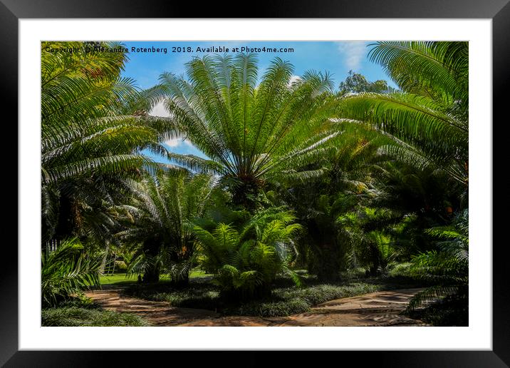 Palms trees in Brazil Framed Mounted Print by Alexandre Rotenberg