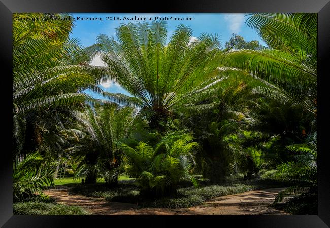 Palms trees in Brazil Framed Print by Alexandre Rotenberg
