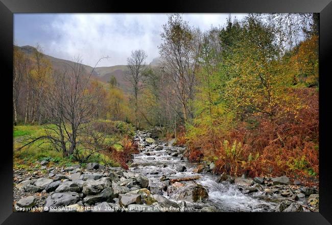 "Autumn at the mountain stream" Framed Print by ROS RIDLEY