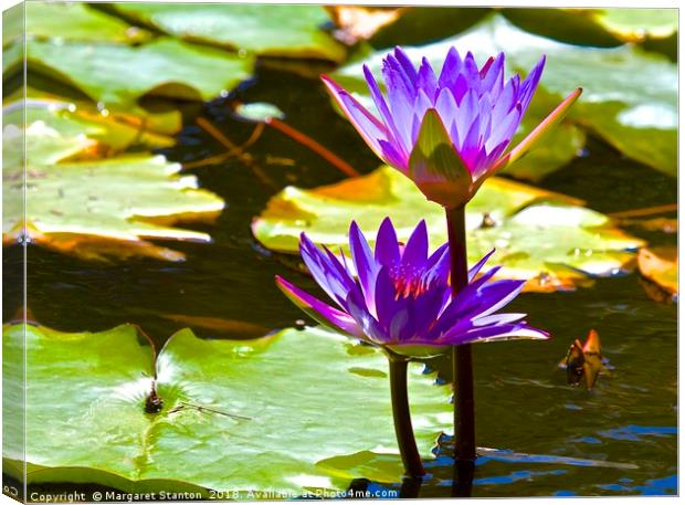Water Lily Tropical Lagoon  Canvas Print by Margaret Stanton