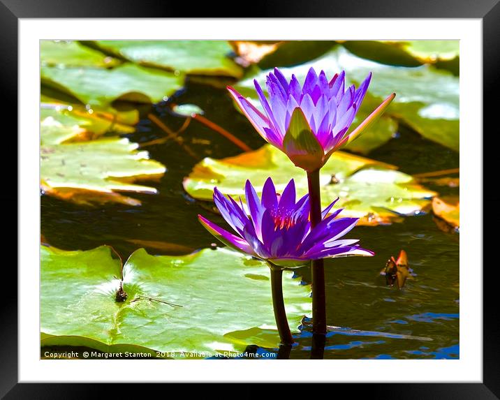 Water Lily Tropical Lagoon  Framed Mounted Print by Margaret Stanton