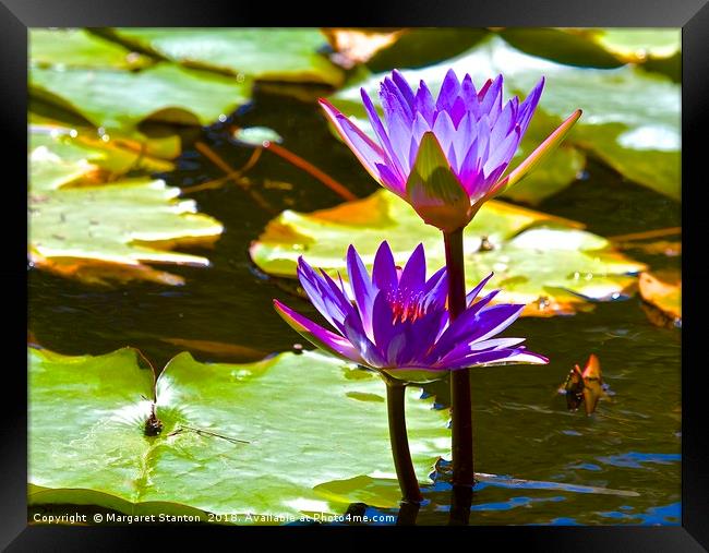 Water Lily Tropical Lagoon  Framed Print by Margaret Stanton