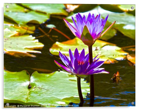 Water Lily Tropical Lagoon  Acrylic by Margaret Stanton