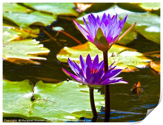 Water Lily Tropical Lagoon  Print by Margaret Stanton