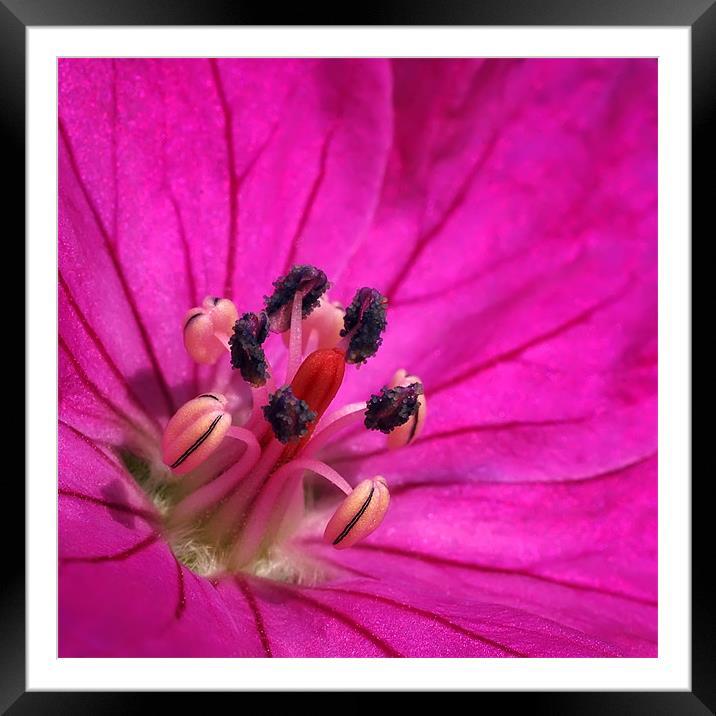 Stamen Framed Mounted Print by John Boyle