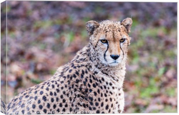 African Cheetah pauses from a feed Canvas Print by Jason Wells