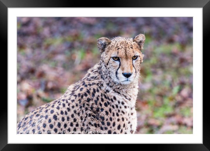 African Cheetah pauses from a feed Framed Mounted Print by Jason Wells