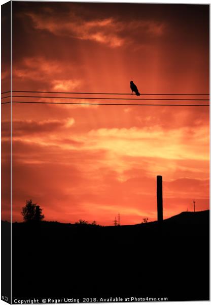 Crow Sunset Canvas Print by Roger Utting