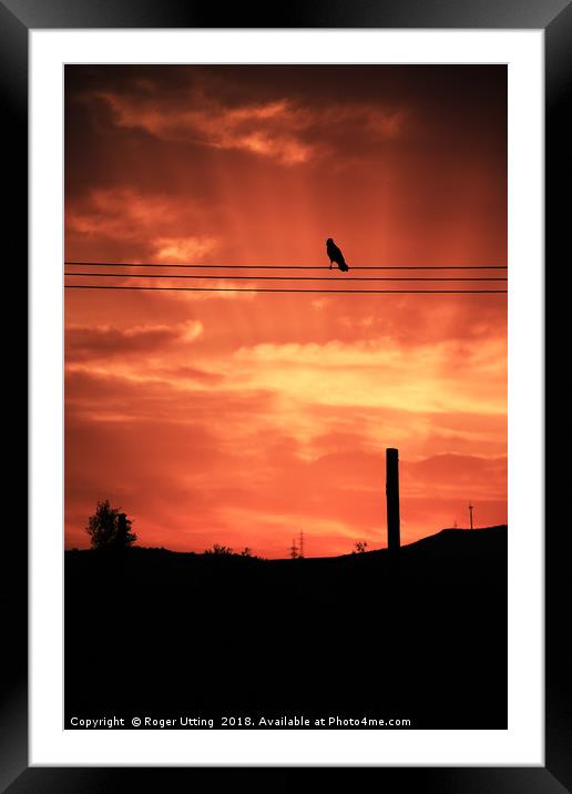 Crow Sunset Framed Mounted Print by Roger Utting