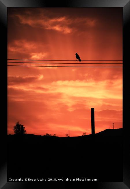 Crow Sunset Framed Print by Roger Utting