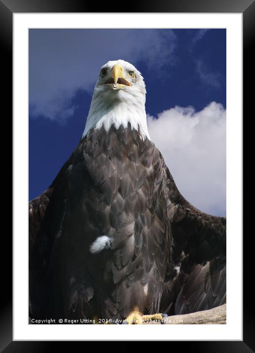 Bald Eagle Framed Mounted Print by Roger Utting