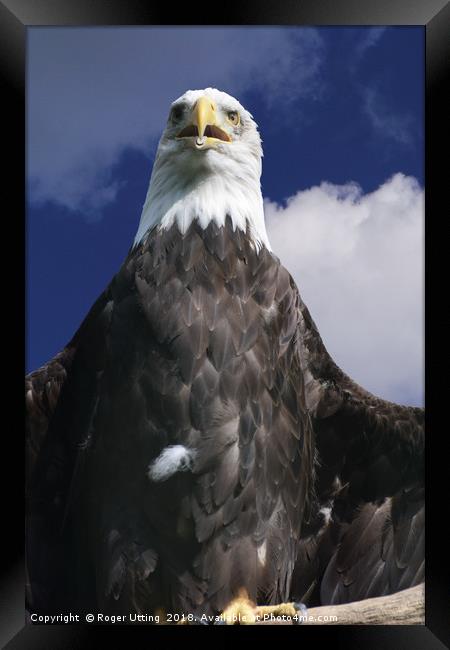 Bald Eagle Framed Print by Roger Utting