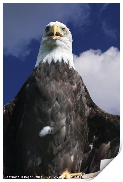 Bald Eagle Print by Roger Utting