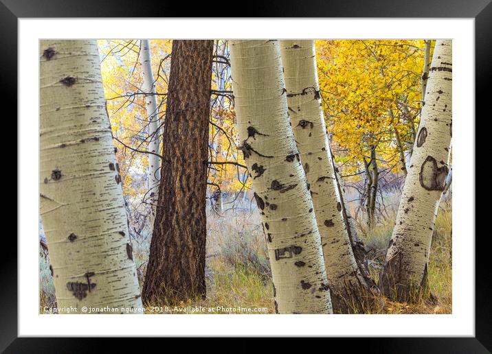 Aspens and Redwood Framed Mounted Print by jonathan nguyen