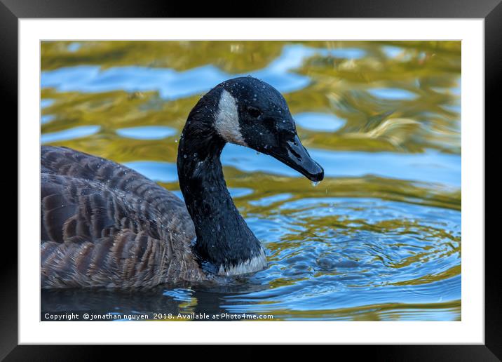 Canadian Goose Framed Mounted Print by jonathan nguyen