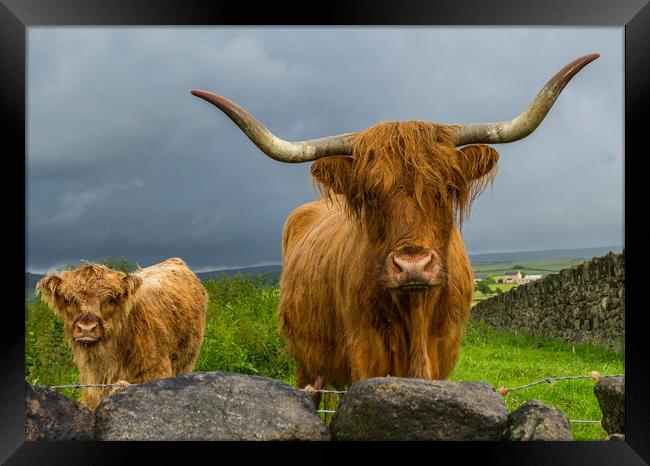 Scottish Highland Cattle Framed Print by Tony Keogh