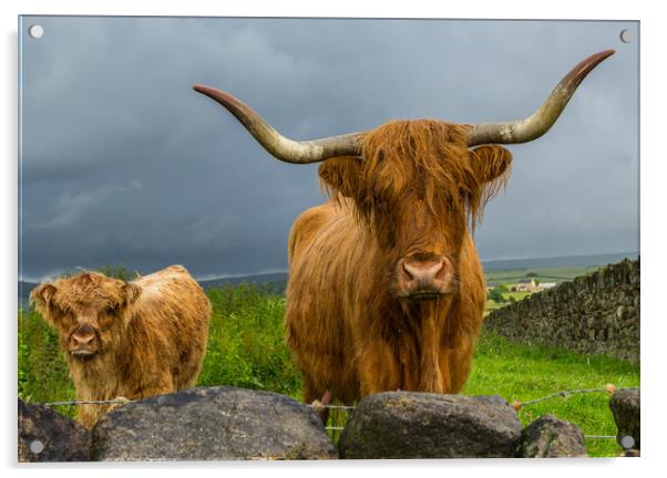 Scottish Highland Cattle Acrylic by Tony Keogh