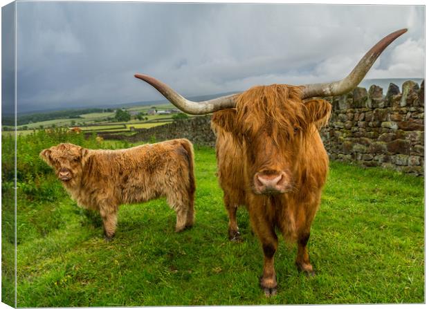 Scottish Highland Cattle Canvas Print by Tony Keogh