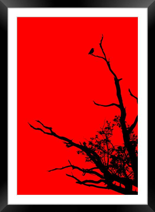 Bird In Tree. Framed Mounted Print by Darren Burroughs