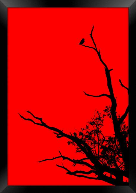 Bird In Tree. Framed Print by Darren Burroughs