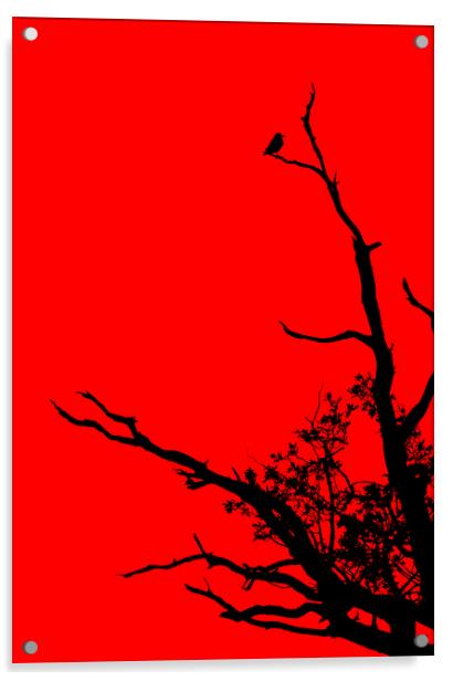 Bird In Tree. Acrylic by Darren Burroughs