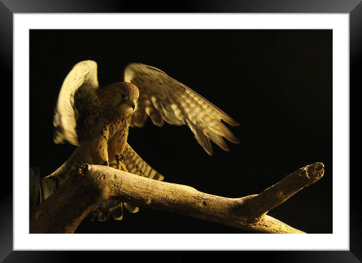 Kestrel on Branch Framed Mounted Print by Trevor Coates