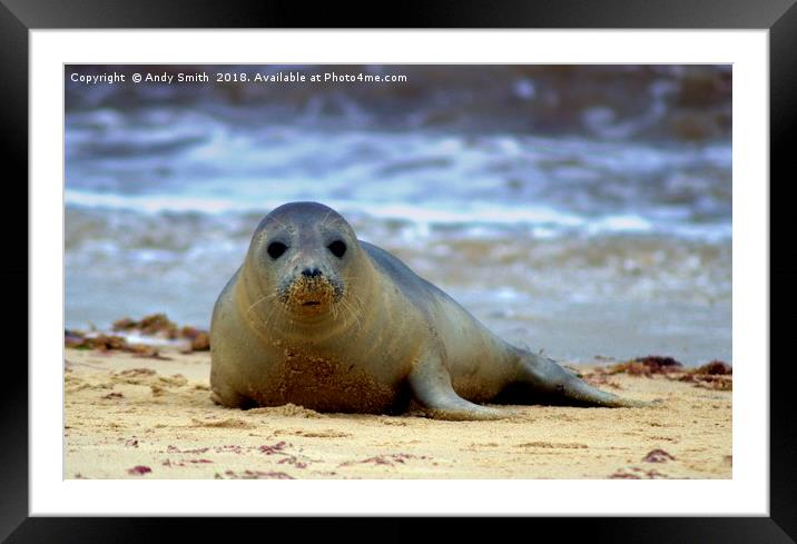 Seal at Horsey Gap Norfolk Framed Mounted Print by Andy Smith