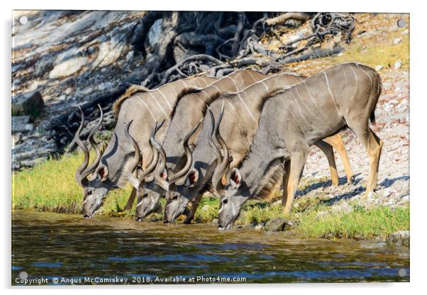 Kudus drinking on bank of Chobe River, Botswana Acrylic by Angus McComiskey