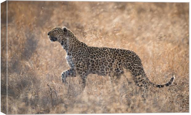Leopardess Canvas Print by Villiers Steyn