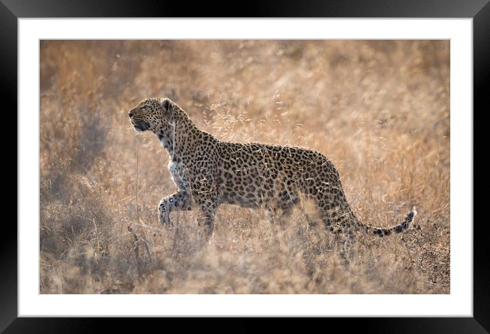 Leopardess Framed Mounted Print by Villiers Steyn