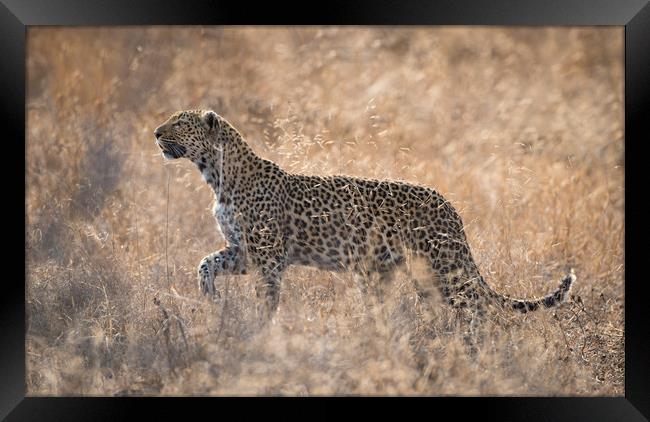 Leopardess Framed Print by Villiers Steyn