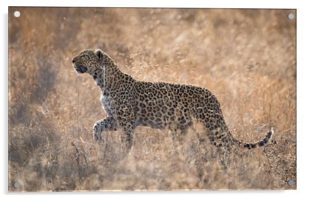 Leopardess Acrylic by Villiers Steyn