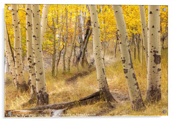 aspen forest Acrylic by jonathan nguyen